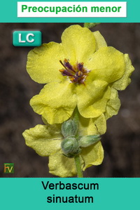 Verbascum sinuatum