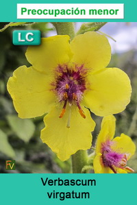 Verbascum virgatum