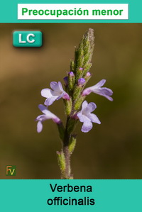 Verbena officinalis
