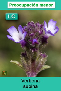 Verbena supina