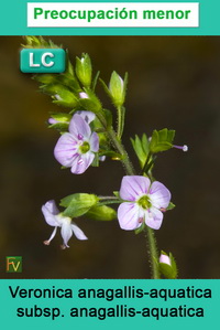 Veronica anagallis aquatica anagallis aquatica