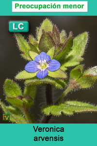 Veronica arvensis