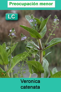 Veronica catenata