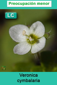 Veronica cymbalaria