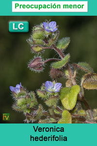 Veronica hederifolia