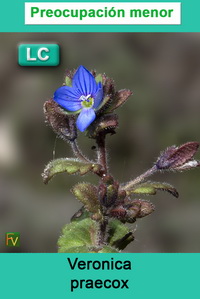 Veronica praecox
