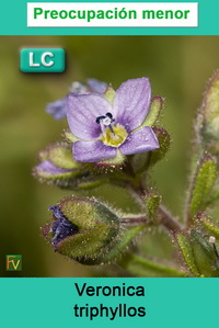 Veronica triphyllos