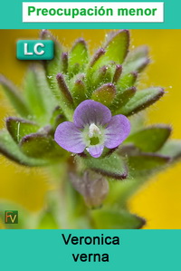 Veronica verna