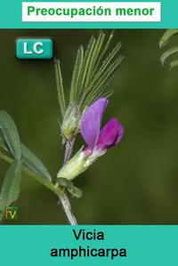 Vicia amphicarpa