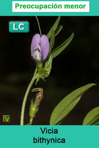 Vicia bithynica