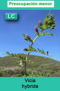 Vicia hybrida