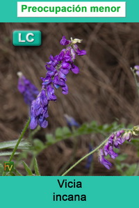 Vicia incana