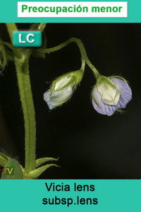 Vicia lens lens