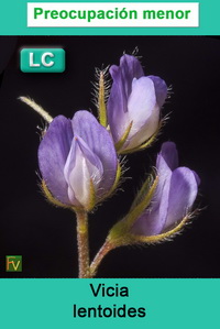 Vicia lentoides