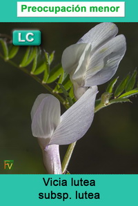 Vicia lutea lutea