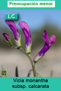 Vicia monantha calcarata