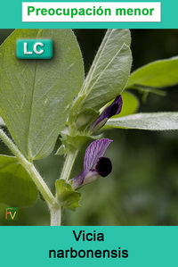 Vicia narbonensis