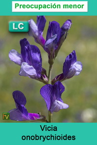 Vicia onobrychioides