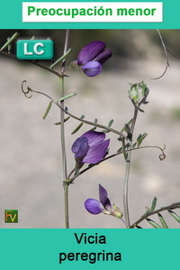 Vicia peregrina
