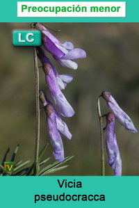 Vicia pseudocracca
