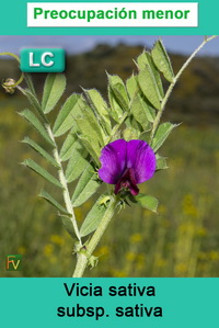 Vicia sativa sativa