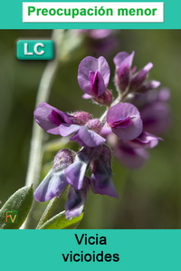 Vicia vicioides