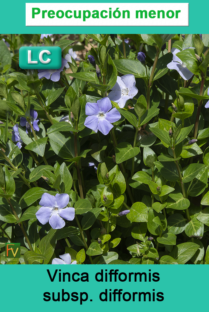 Vinca difformis difformis