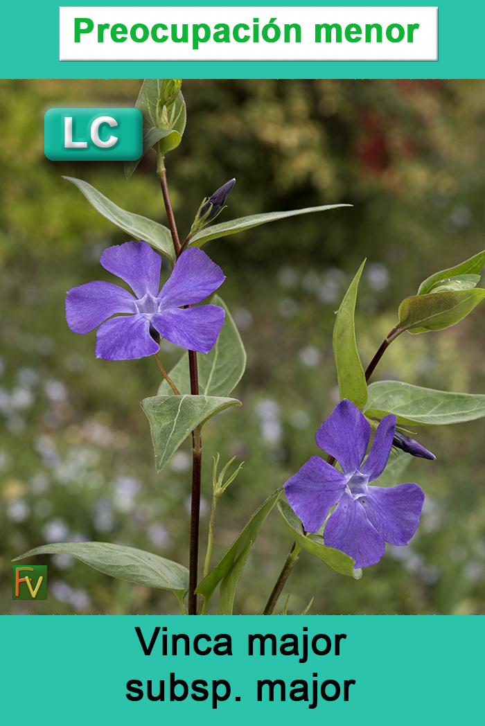 Vinca major major