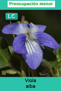 Viola alba