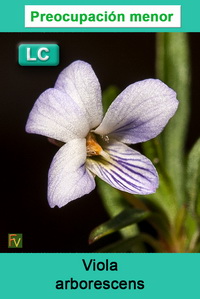 Viola arborescens