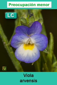 Viola arvensis
