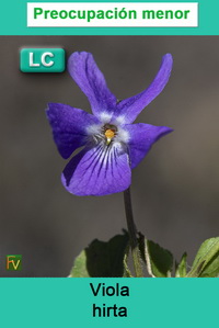Viola hirta