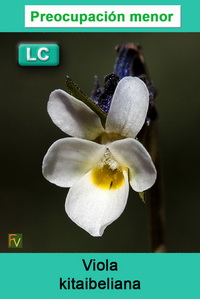 Viola kitaibeliana