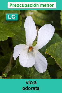 Viola odorata
