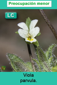 Viola parvula