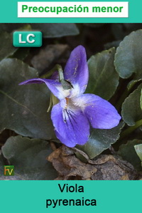 Viola pyrenaica