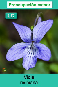 Viola riviniana