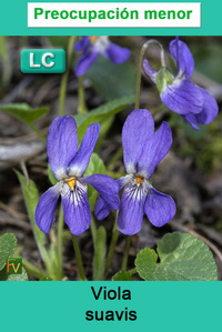 Viola suavis