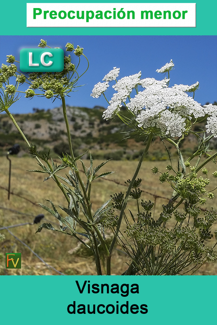 Visnaga daucoides