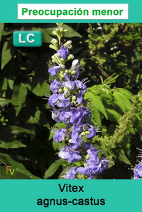 Vitex agnus castus