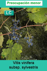 Vitis vinifera sylvestris