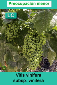 Vitis vinifera vinifera