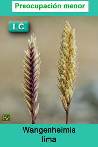 Wangenheimia lima