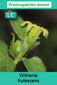 Withania frutescens