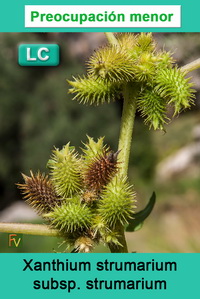 Xanthium strumarium strumarium