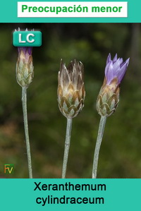 Xeranthemum cylindraceum