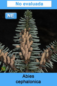 Abies cephalonica