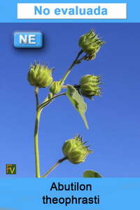 Abutilon theophrasti