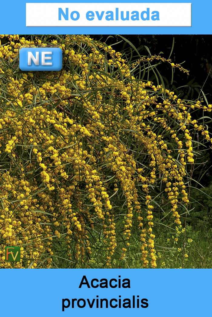 Acacia provincialis