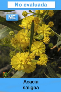 Acacia saligna
